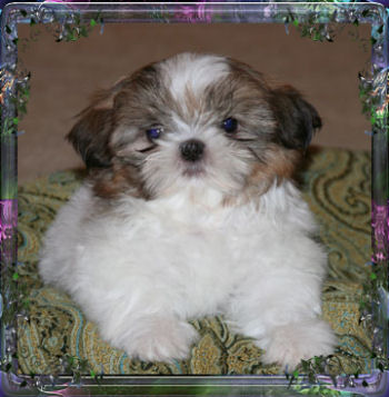 Hannah tiny little female chinese imperial shih tzu puppy teacup